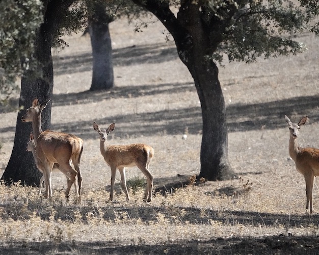 Iberian deer